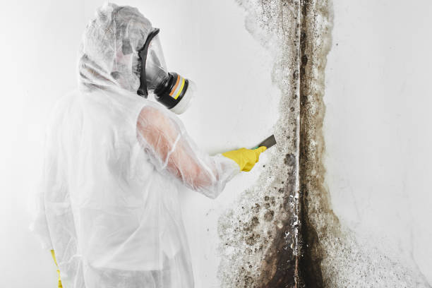 Why You Should Choose Our Mold Remediation Services in Bayard, NE